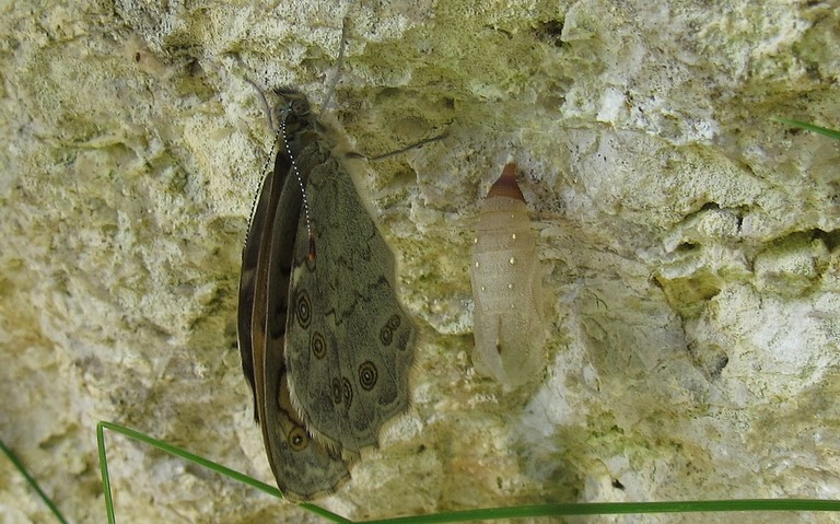 Papillons - Ariane ou Némusien - Lasiommata maera