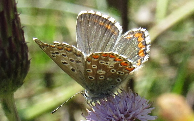 Papillons - Azure bleu celeste - Lysandra bellargus - Femelle
