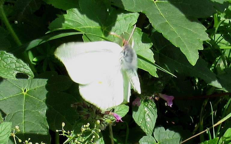 Papillons - Citron - Gonepteryx Rhamni - Femelle