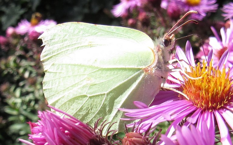 Papillons - Le citron - Gonepteryx rhamni - femelle