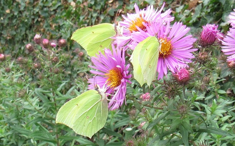 Papillons - Le citron - Gonepteryx rhamni - mâle