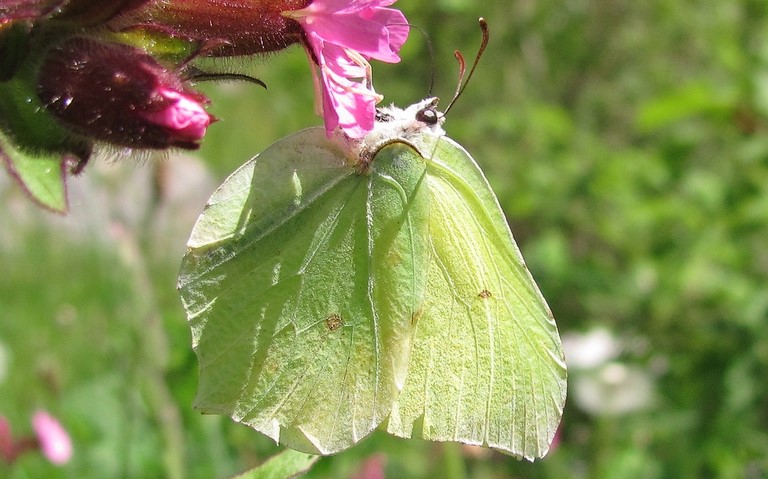 Papillons - Citron - Gonepteryx rhamni - mâle