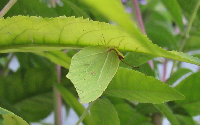 Papillons - Citron - Gonepteryx rhamni - mâle