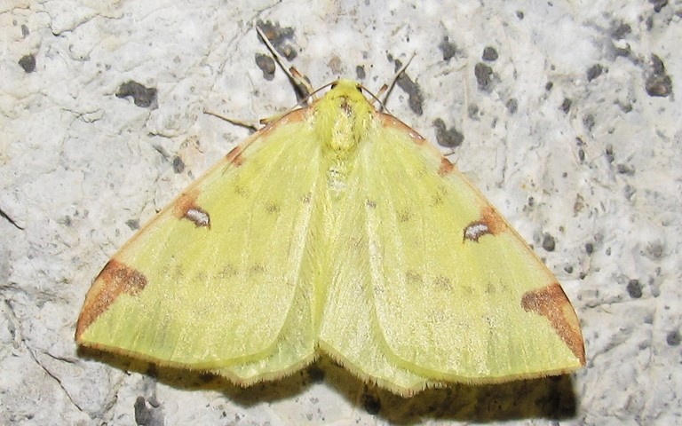 Papillons -Citronnelle rouillée - Opisthograptis luteolata