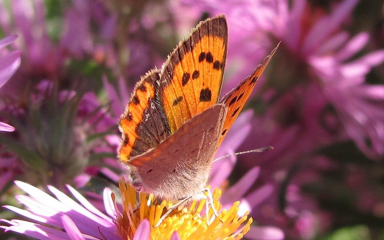 Papillons - Cuivré commun - Lycaena phlaeas