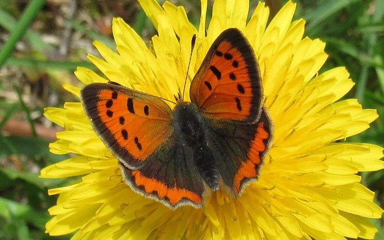 Papillons - Le cuivré commun - Lycaena phlaeas