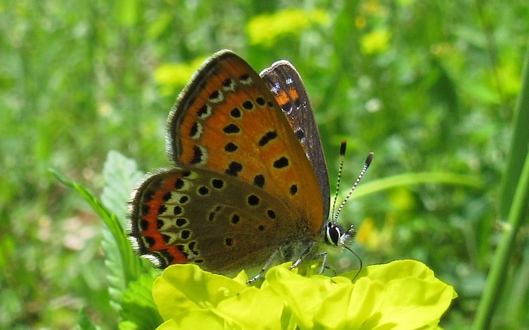 Papillons - Cuivré de la bistorte - Lycaena helle