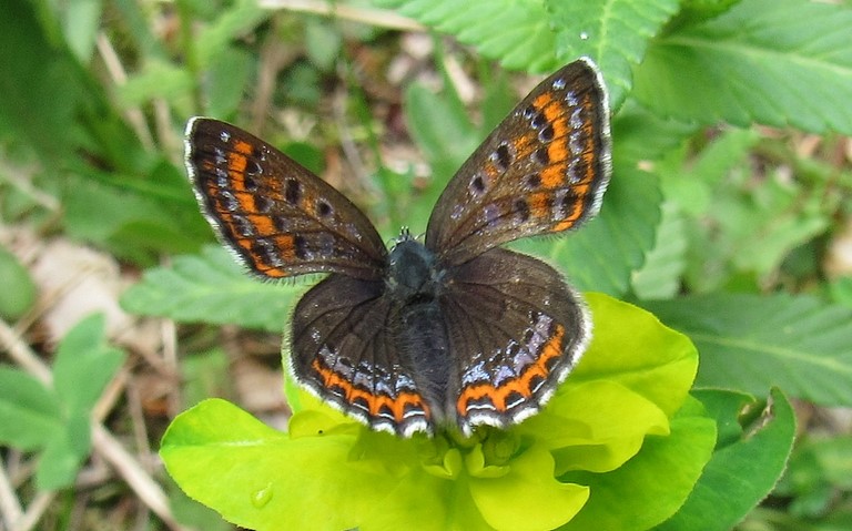 Papillons - Cuivré de la bistorte - Lycaena helle - Mâle