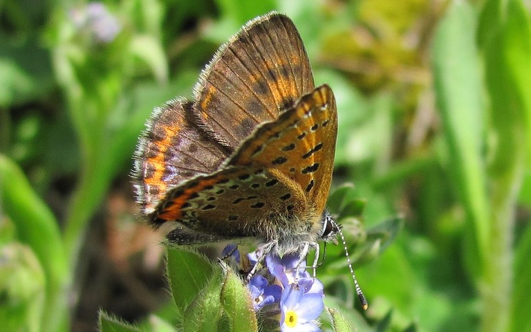 Papillons - Cuivré de la bistorte - Lycaena helle - Femelle
