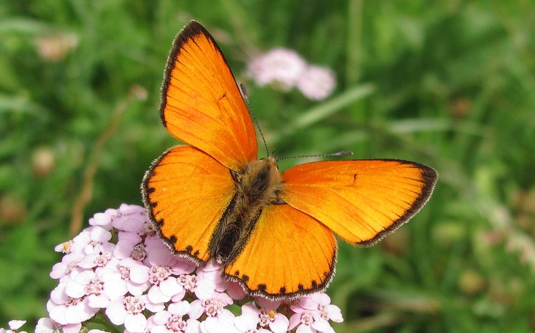 Papillons - Cuivré de la verge d'or - Mâle - Lycaena virgaureae
