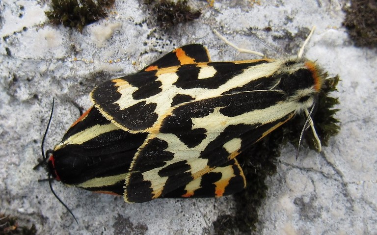 Papillons - Ecaille du plantain - Arctia plantaginis - Couple
