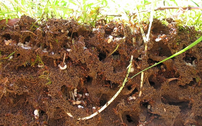 Fourmilière de fourmi rouge