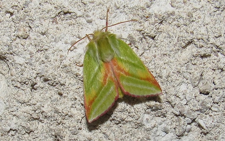 Papillons - Halias du hêtre - Pseudoips prasinana - Mâle