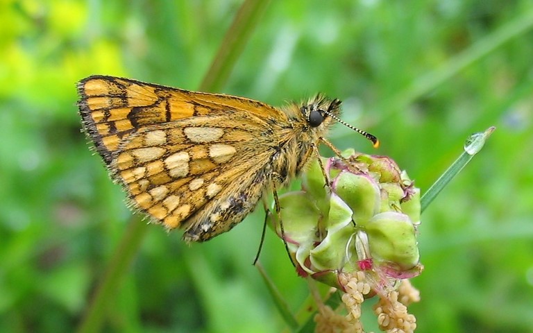 Papillons - Hespérie du brome - Carterocephalus palaemon