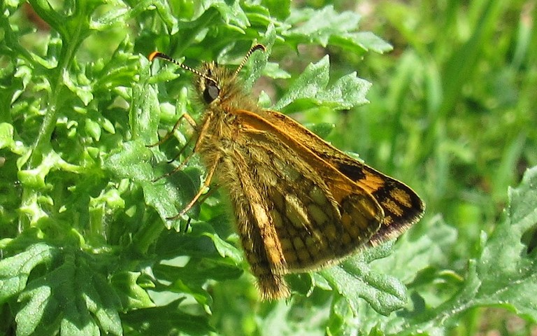 Papillons - L'échiquier - Carterocephalus palaemon