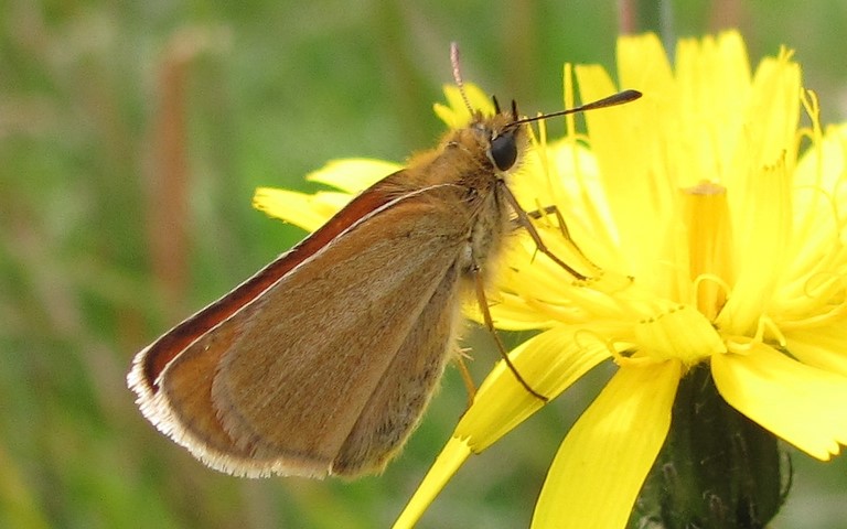 papillons - Hespérie du dactyle - Thymelicus lineola