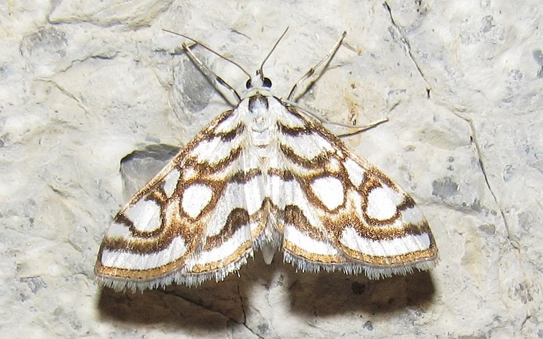 Papillons - Hydrocampe du nénuphar - Nymphula nitidulata