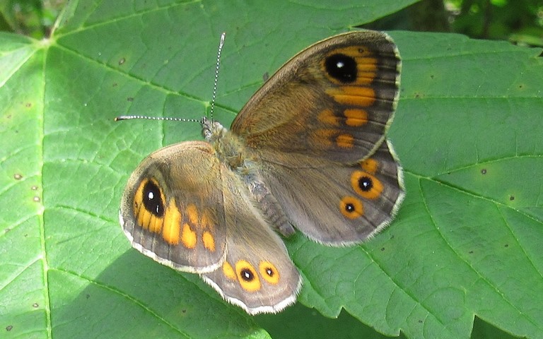 Papillons - Le némusien - Lasiommata maera