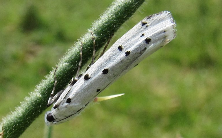 Papillons - La phycide des chardons - Myelois circumvoluta