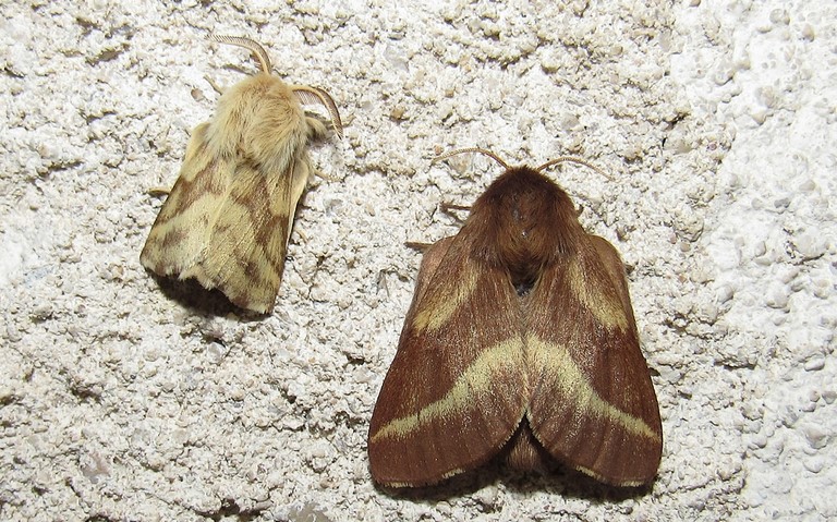 Livrée des prés - Malacosoma castrensis - Mâle et femelle