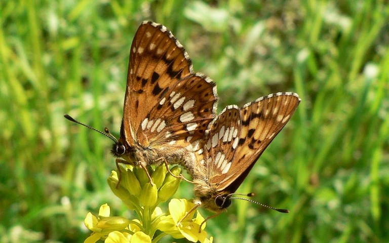 Papillons - Lucine - Hamearis lucina 