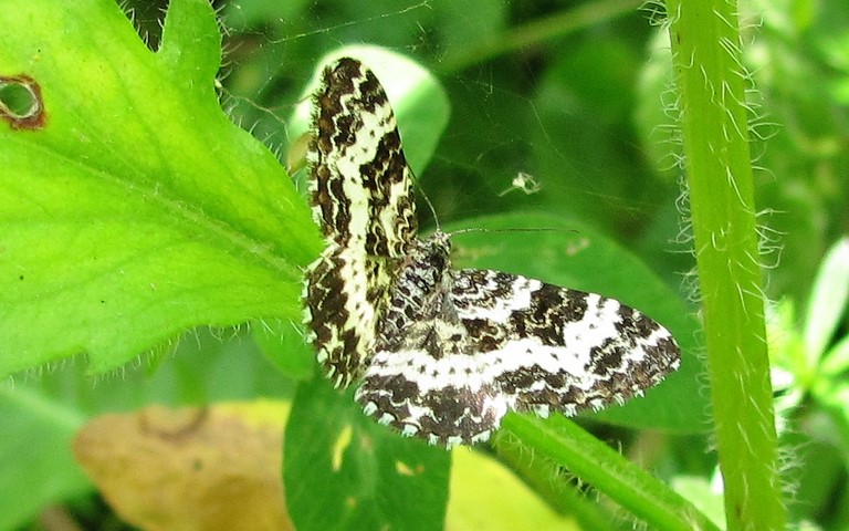 Papillons - Mélanippe triste - Epirrhoe tristata