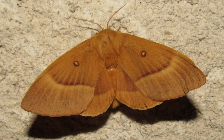 Papillons - Minime à bande jaune - Lasiocampa quercus
