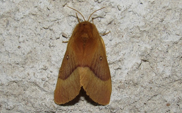 Papillons - Bombyx du chêne - Lasiocampa quercus
