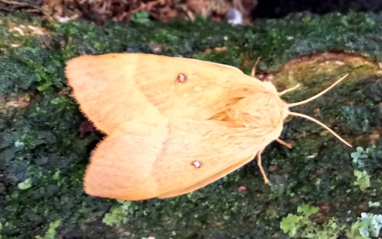 Papillons - Bombyx du chêne - Lasiocampa quercus