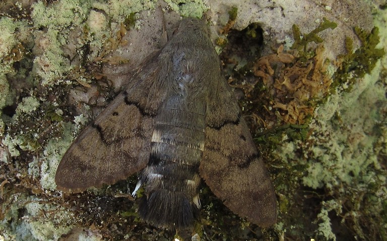 Papillons - Moro-Sphinx - Macroglossum stellatarum