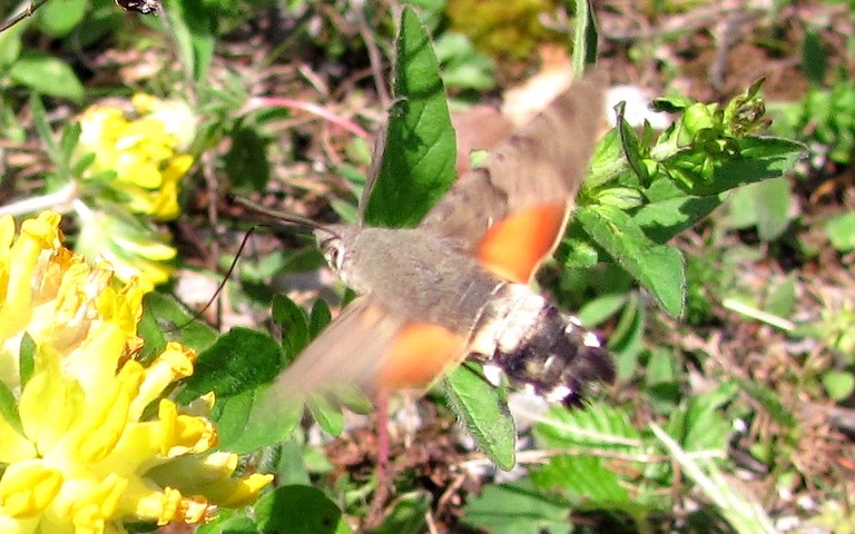 Papillons - Moro-Sphinx - Macroglossum stellatarum