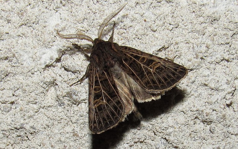 Papillons - Noctuelle de l'ivraie - Tholera decimalis - Mâle