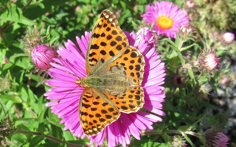 Papillons - Le petit nacré - Issoria lathonia