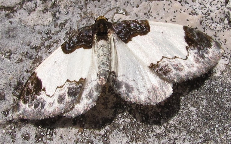 Papillons - Phalène de la ronce - Mesoleuca albicillata