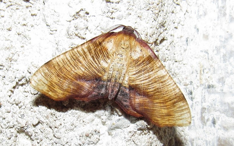 Papillons - La phalène linéolée - Plagodis dolabraria - Mâle