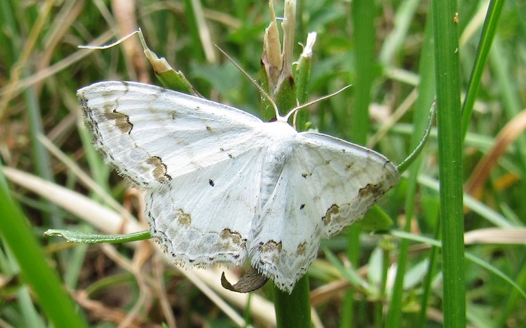 Papillons - La phalène ornée - Scopula ornata
