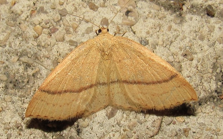 Papillons - Phalène trilignée - Cyclophora linearia - Femelle