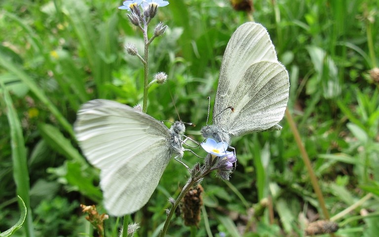 Papillons - Piéride irlandaise - Leptidea juvernica