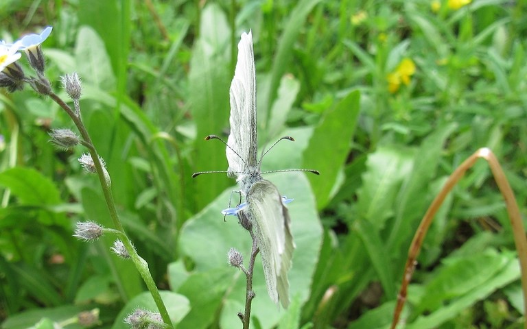 Papillons - Pieride irlandaise - Leptidea juvernica