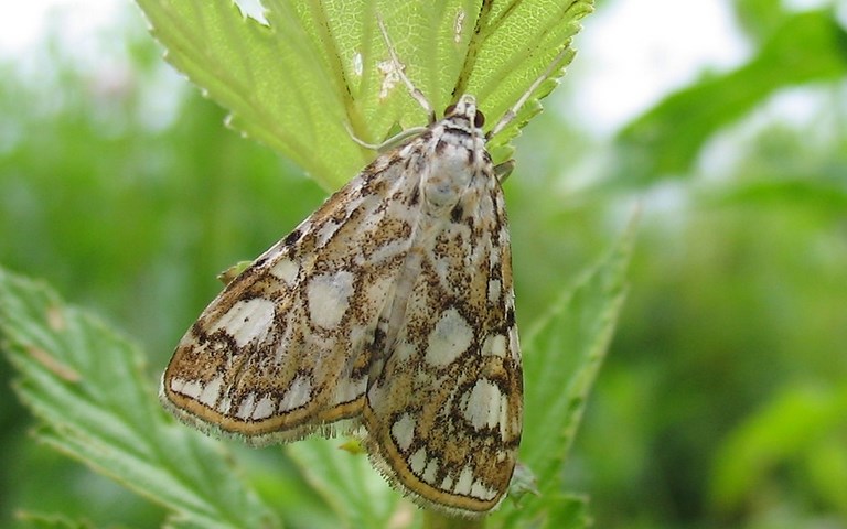 Papillons - Hydrocampe du potamogton - Elophila nymphaeata