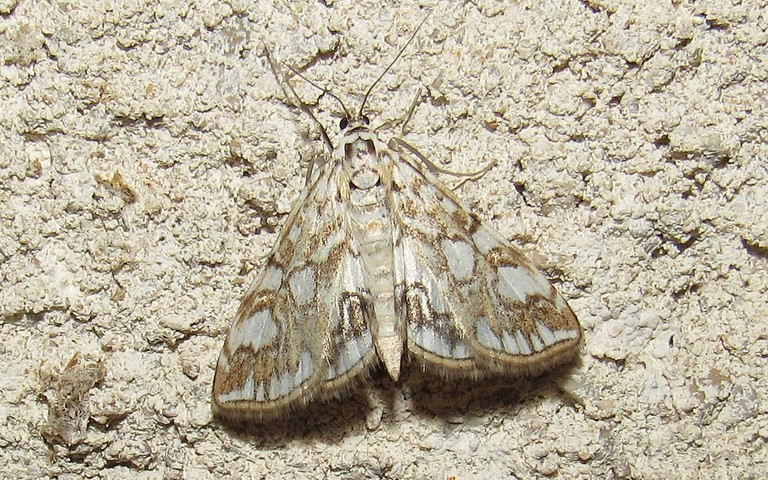 Papillons - Hydrocampe du potamogton - Elophila nymphaeata