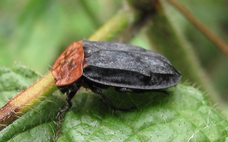 Sylphe à corselet rouge - Oiceoptoma thoracicum