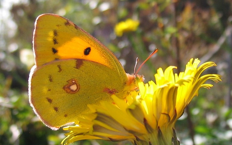 Papillons - Le souci - Colias crocea