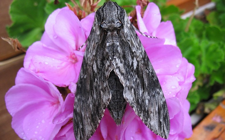Papillons - Sphinx du liseron - Agrius convolvuli - Mâle