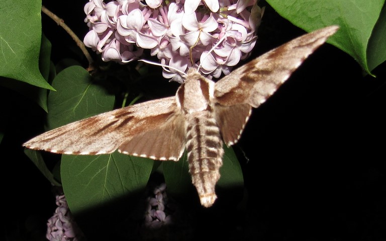 Papillons - Le sphinx du pin - Sphinx pinastri