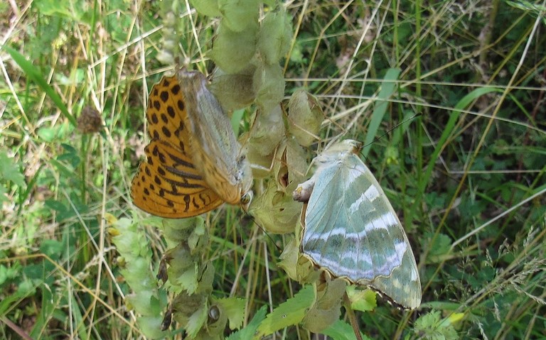 Papillons -Tabac d'Espagne - Argynnis paphia - Femelle