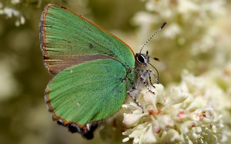 Papillons - Thécla de la ronce - Callophrys rubi