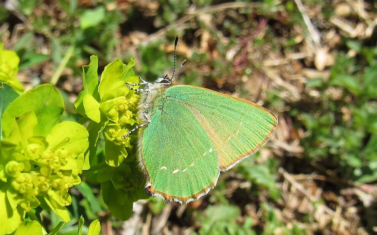 Papillons - La thécla de la ronce - Callophrys rubi