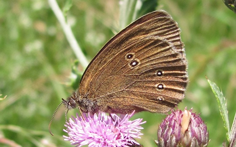 Papillons - Tristan - Aphantopus hyperantus