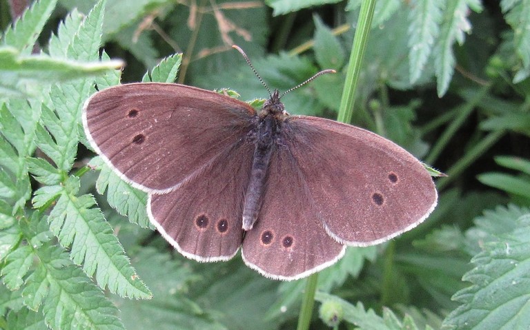 Papillons - Tristan - Aphantopus hyperantus - Femelle